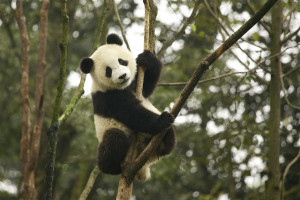 panda